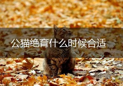 公猫绝育什么时候合适