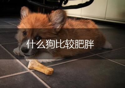 什么狗比较肥胖