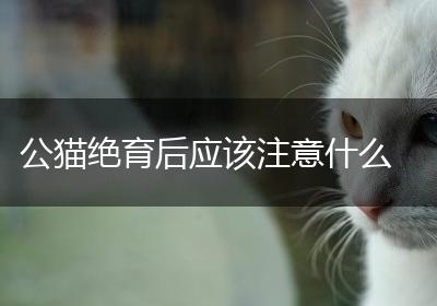 公猫绝育后应该注意什么