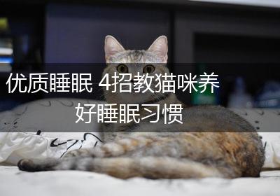 优质睡眠 4招教猫咪养好睡眠习惯