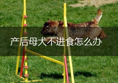 产后母犬不进食怎么办