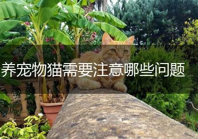 养宠物猫需要注意哪些问题