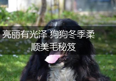 亮丽有光泽 狗狗冬季柔顺美毛秘笈