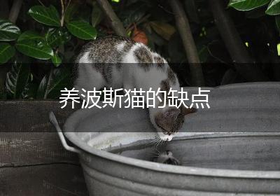 养波斯猫的缺点