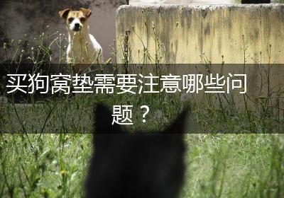 买狗窝垫需要注意哪些问题？