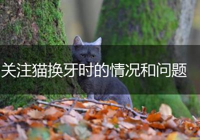 关注猫换牙时的情况和问题