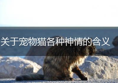 关于宠物猫各种神情的含义