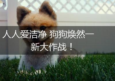 人人爱洁净 狗狗焕然一新大作战！