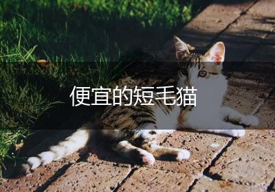 便宜的短毛猫