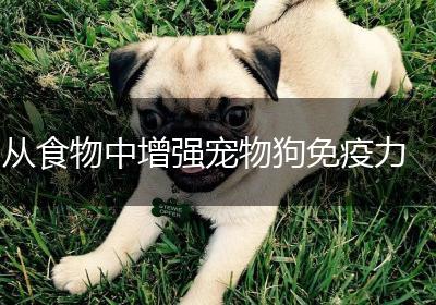 从食物中增强宠物狗免疫力
