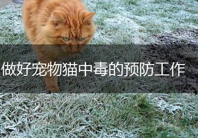 做好宠物猫中毒的预防工作