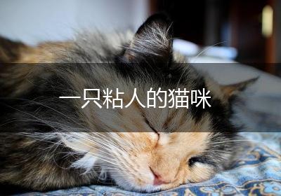 一只粘人的猫咪