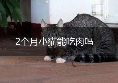 2个月小猫能吃肉吗