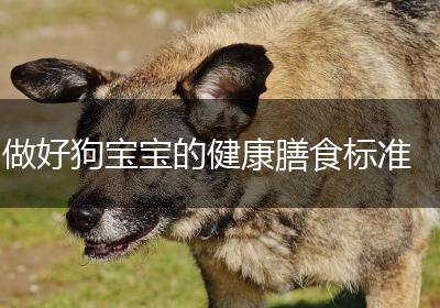 做好狗宝宝的健康膳食标准