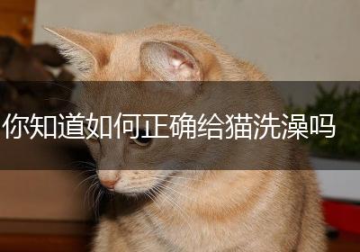 你知道如何正确给猫洗澡吗