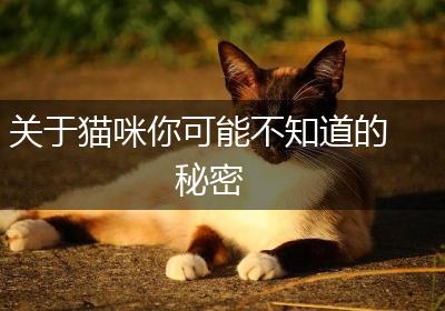 关于猫咪你可能不知道的秘密