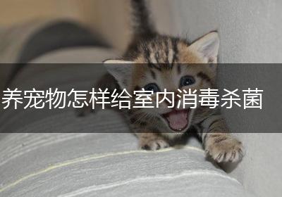 养宠物怎样给室内消毒杀菌
