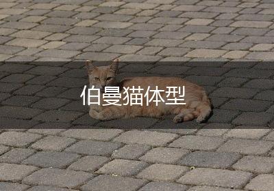 伯曼猫体型