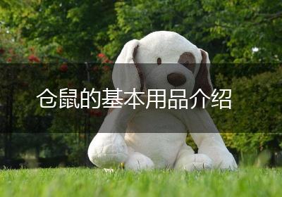仓鼠的基本用品介绍