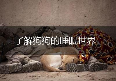 了解狗狗的睡眠世界