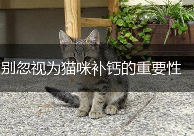 别忽视为猫咪补钙的重要性