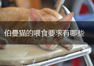 伯曼猫的喂食要求有哪些