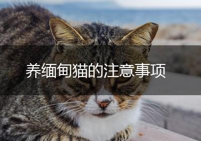 养缅甸猫的注意事项