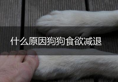 什么原因狗狗食欲减退