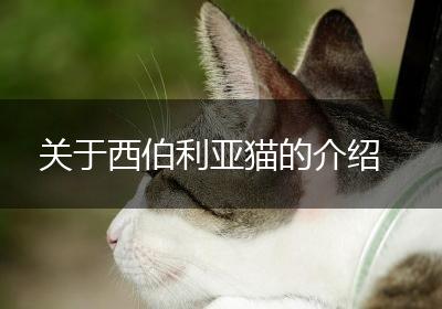关于西伯利亚猫的介绍
