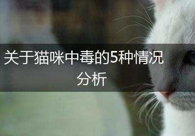 关于猫咪中毒的5种情况分析