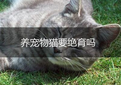 养宠物猫要绝育吗
