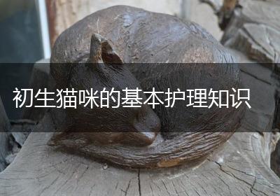初生猫咪的基本护理知识