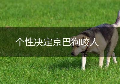 个性决定京巴狗咬人