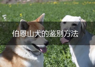 伯恩山犬的鉴别方法