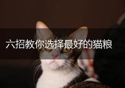 六招教你选择最好的猫粮