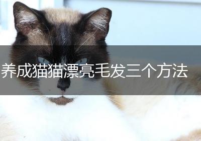 养成猫猫漂亮毛发三个方法