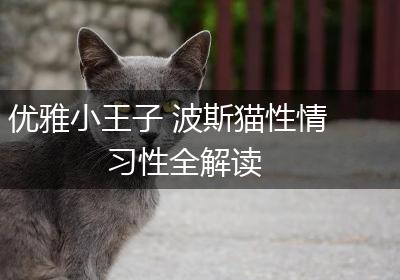 优雅小王子 波斯猫性情习性全解读