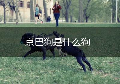 京巴狗是什么狗