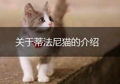 关于蒂法尼猫的介绍