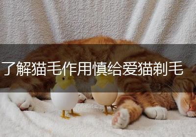 了解猫毛作用慎给爱猫剃毛