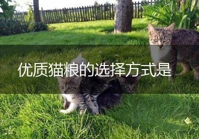 优质猫粮的选择方式是