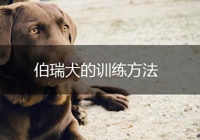 伯瑞犬的训练方法