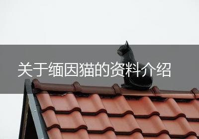 关于缅因猫的资料介绍