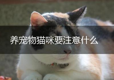 养宠物猫咪要注意什么
