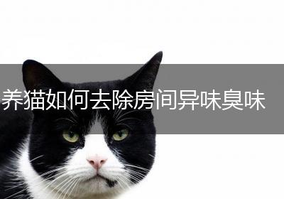 养猫如何去除房间异味臭味