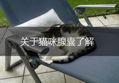 关于猫咪腺囊了解