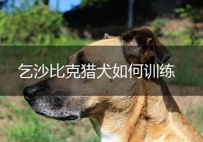 乞沙比克猎犬如何训练