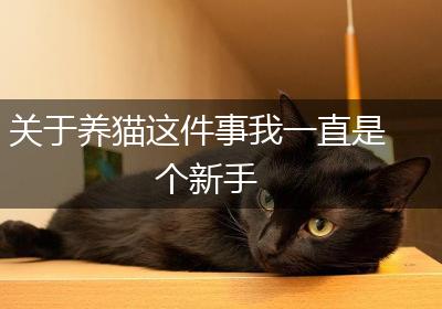 关于养猫这件事我一直是个新手
