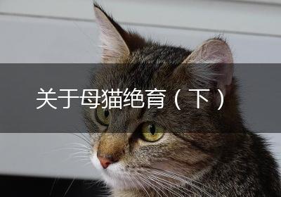 关于母猫绝育（下）