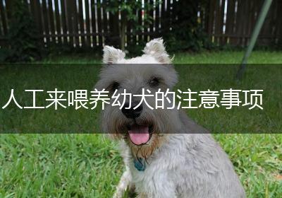 人工来喂养幼犬的注意事项